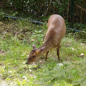 Reeve’s muntjac 13.7.25
