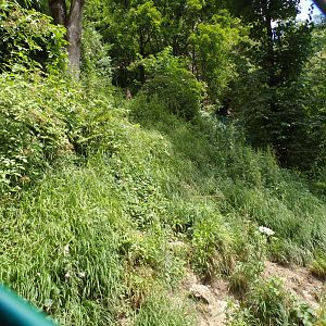 Arctic wolf separation enclosure 13.7.25