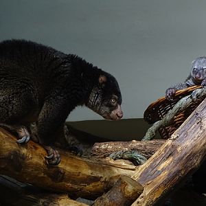 Bear cuscus (father and young)