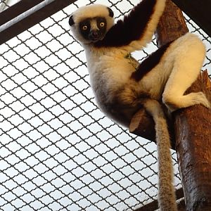 Coquerels sifaka