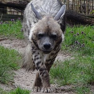 Striped hyena
