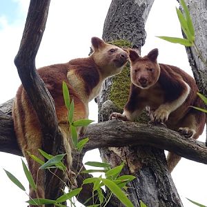 Goodfellow's tree kangaroo