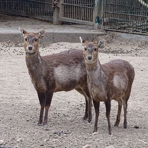 Bawean deer