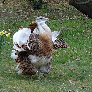Great bustard