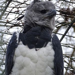 Harpy eagle