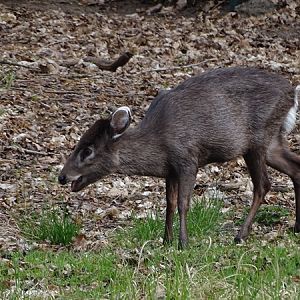 Tufted deer