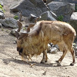 Markhor