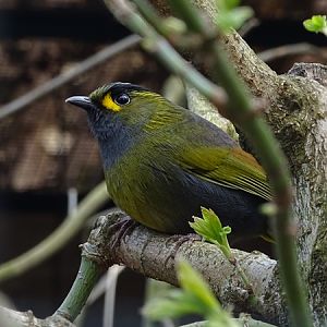 Taiwan liocichla