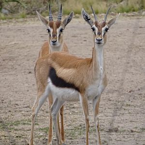 Thomsons gazelle