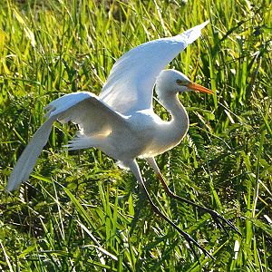 Great egret