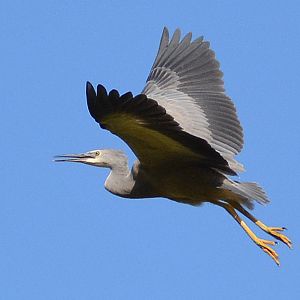 White-faced heron
