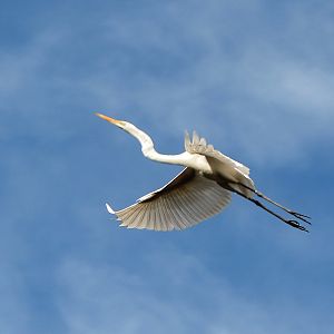 Great egret 2