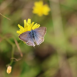 Long-tailed Blue (Lampides boeticus), Pencarrow Coast Road (Lower Hutt, Wellington)