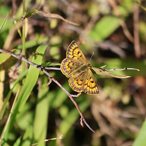 Coastal Copper (Lycaena salustius), Pencarrow Coast Road (Lower Hutt, Wellington)