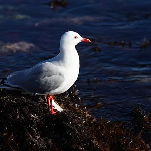 Red-billed Gull (Chroicocephalus novaehollandiae scopulinus), Pencarrow Coast Road (Lower Hutt, Wellington)