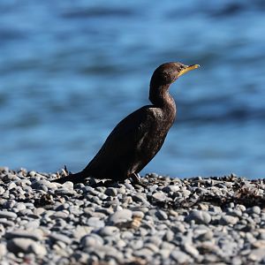Little Shag (Microcarbo melanoleucos brevirostris) juvenile, Pencarrow Coast Road (Lower Hutt, Wellington)