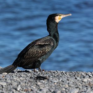 Black Shag (Phalacrocorax carbo novaehollandiae), Pencarrow Coast Road (Lower Hutt, Wellington)