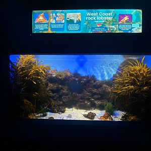 West coast rock lobster aquarium