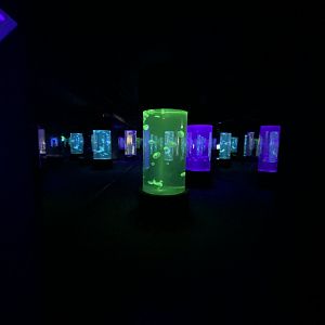 Jellyfish room