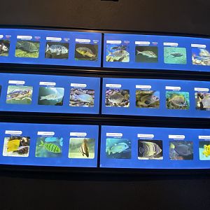 Species in mixed aquarium 7