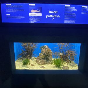 Dwarf pufferfish aquarium