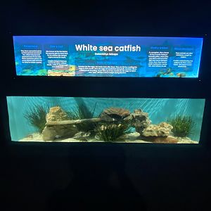 White Sea catfish aquarium