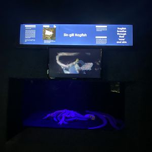 Six gill hagfish aquarium
