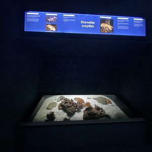 Shoveller crayfish aquarium