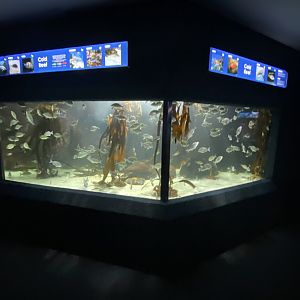 Mixed aquarium 8