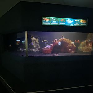 Mixed aquarium 9