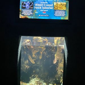 West coast rock lobster aquarium