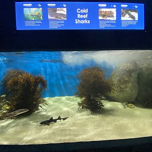 Reef shark aquarium