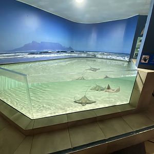 Eagle ray aquarium