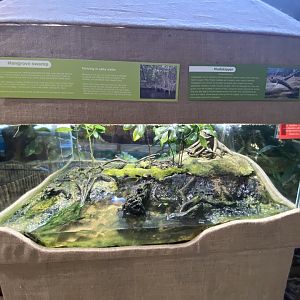 Mudskipper exhibit