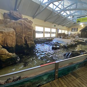 African penguin enclosure