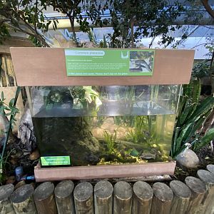 Common platanna exhibit