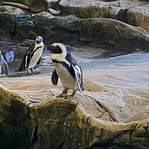 African penguin