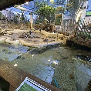 Rockhopper enclosure