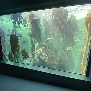 1st view of kelp aquarium