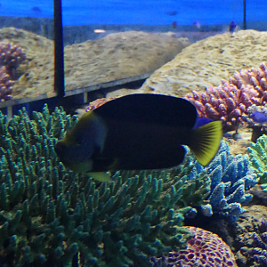 Yellowtail Angelfish (Chaetodontoplus personifer)