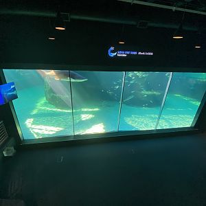 Mixed aquarium 9