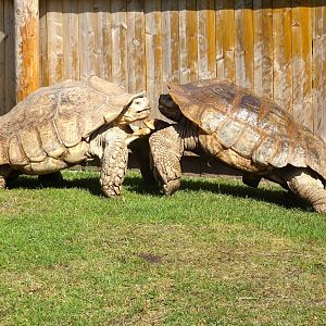 Duelling Tortoises Blackpool Zoo 13 July 2025
