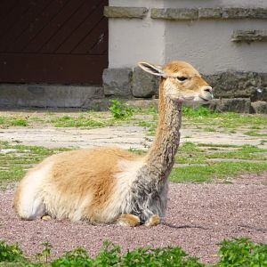 Vicuna Resting Blackpool Zoo 13 July 2025