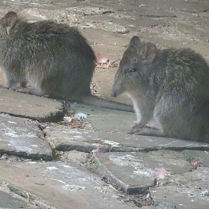 Potoroos Blackpool Zoo 13 July 2025