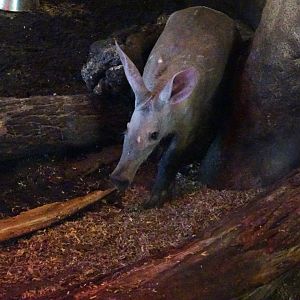 Aardvark Blackpool Zoo 13 July 2025