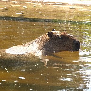 Capybara cooling down in the pool Blackpool Zoo 13 July 2025