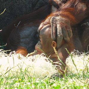 Bornean orangutan youngster Rufus with mum Summer   Blackpool Zoo 13 July 2025