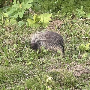 North American Porcupine - Alaska