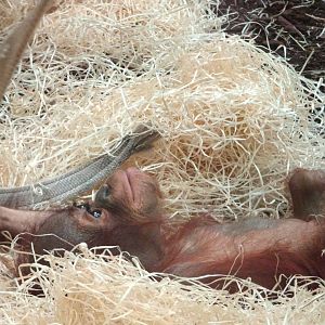 Bornean orangutan youngster Jarang  Blackpool Zoo 13 July 2025