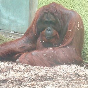 Bornean orangutan Kawan  Blackpool Zoo 13 July 2025